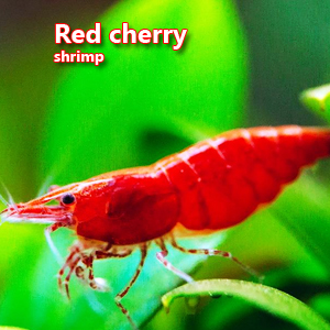 Red cherry shrimp